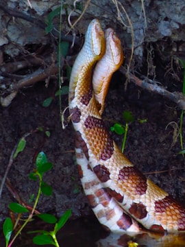 Two snakes appear intertwined and are positioned upright against a backdrop of soil and vegetation. The snakes' scales exhibit a pattern of reddish-brown and cream. A few green leaves and twigs surround the scene.