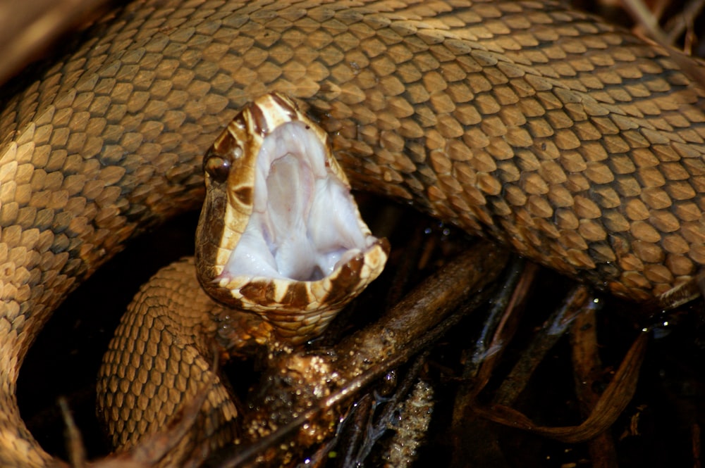 brown and black snake on ground