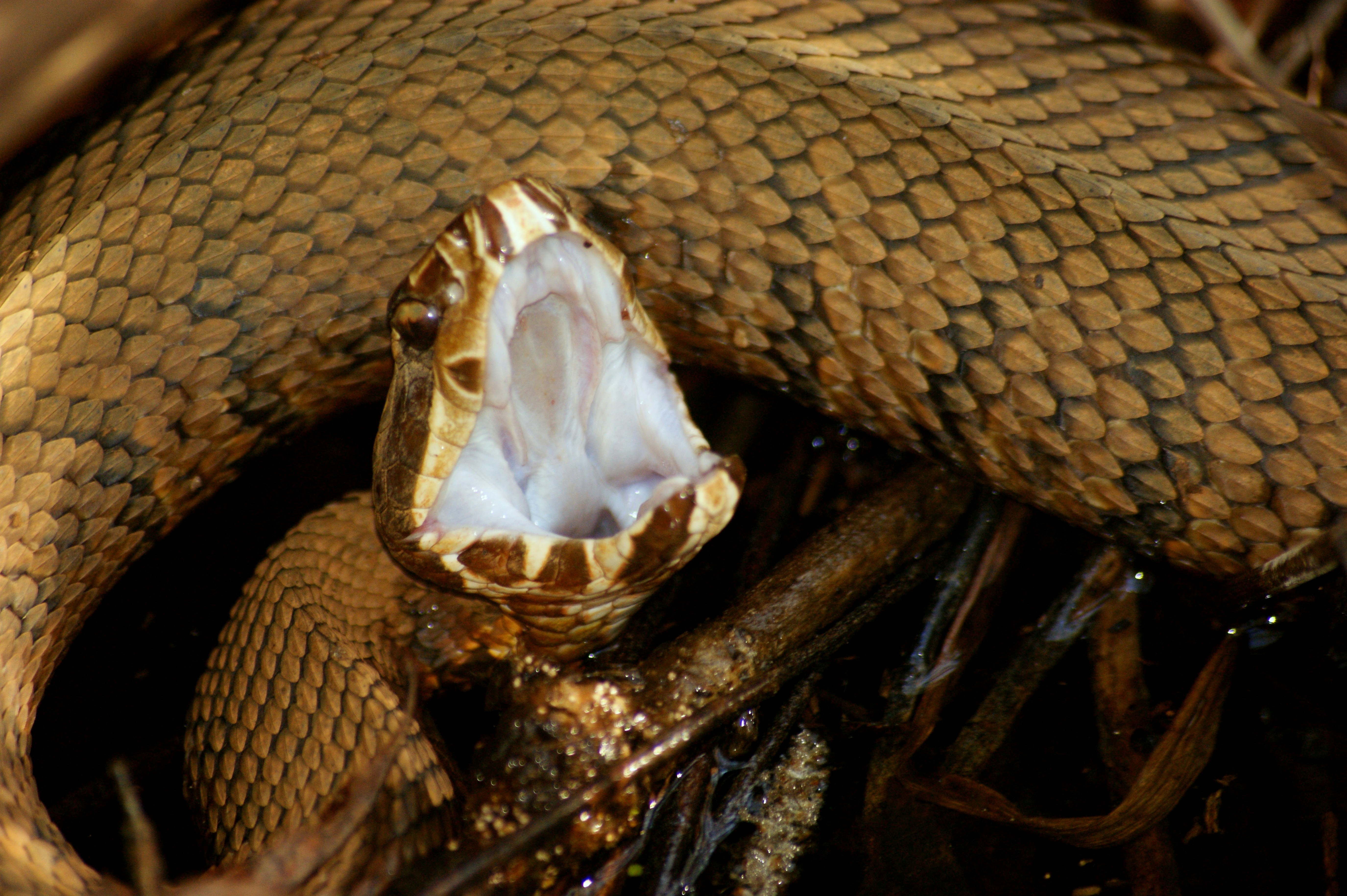 What Should You Do In Case Of A Snake Bite?