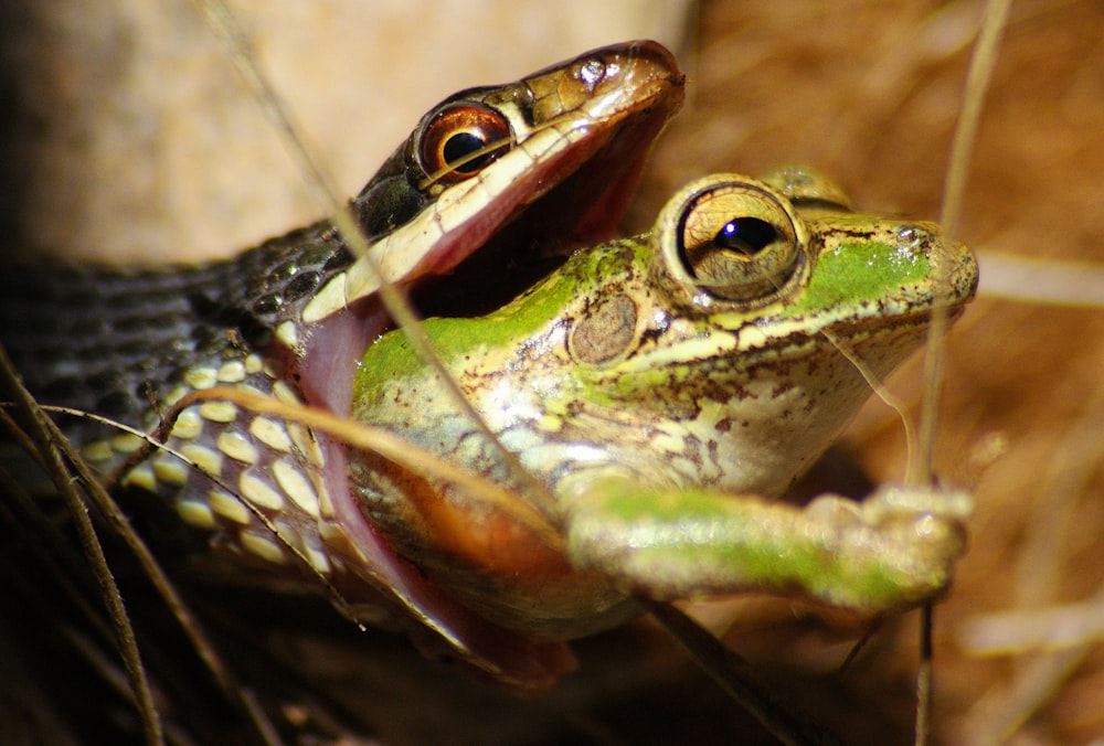 green and brown frog on brown tree branch