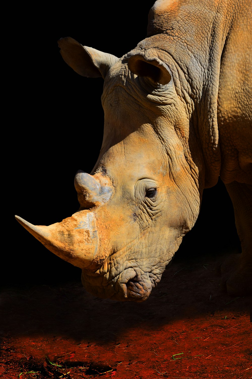 brown rhinoceros on black background
