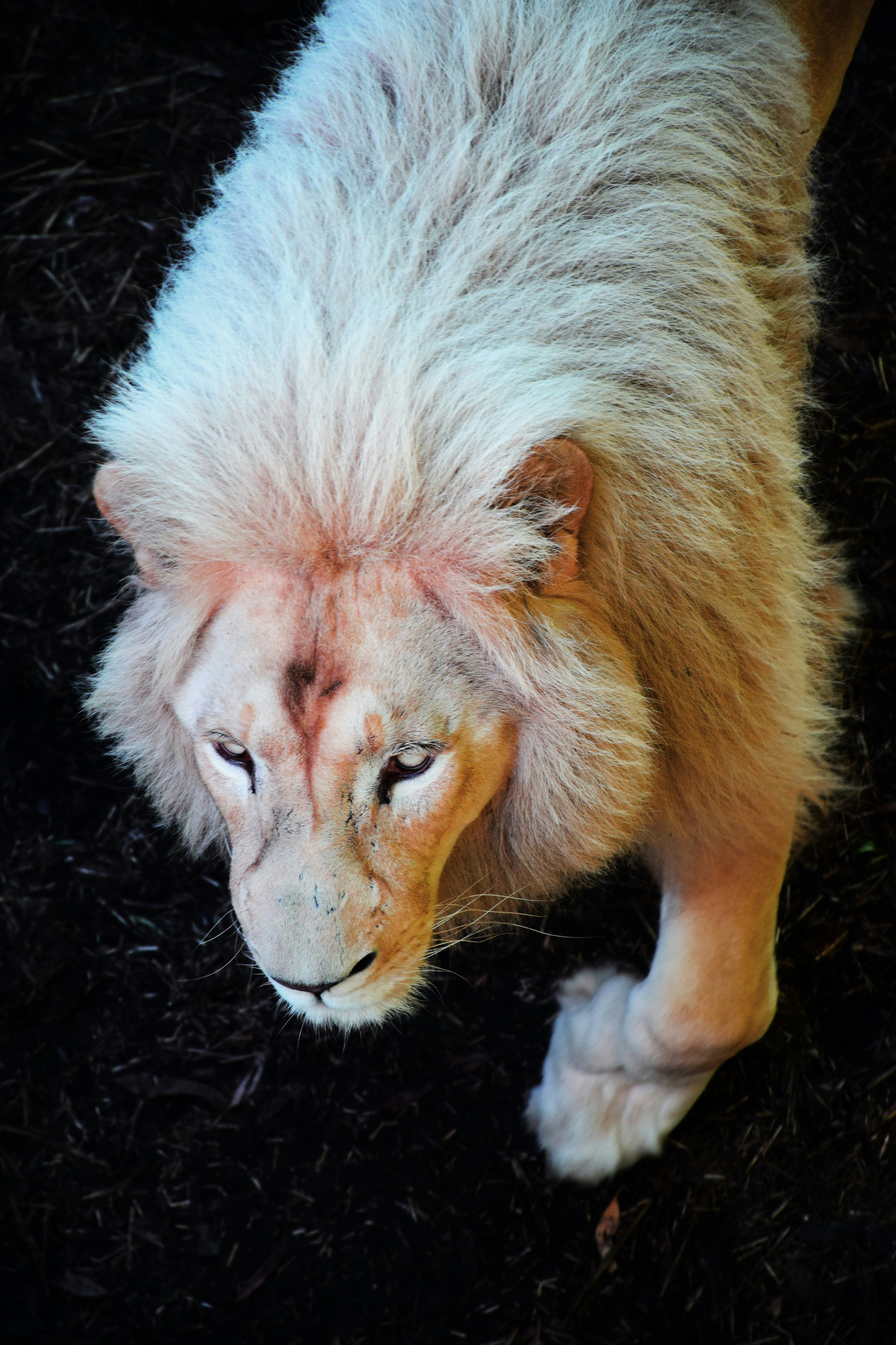White Lion Pictures Download Free Images On Unsplash