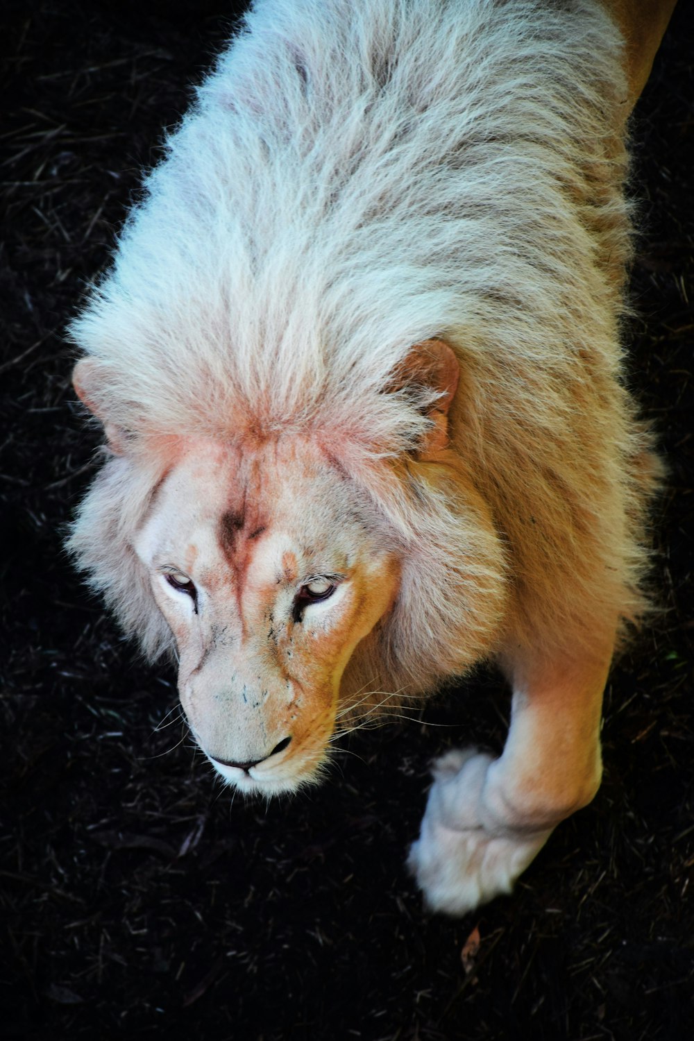 lion lying on green grass during daytime