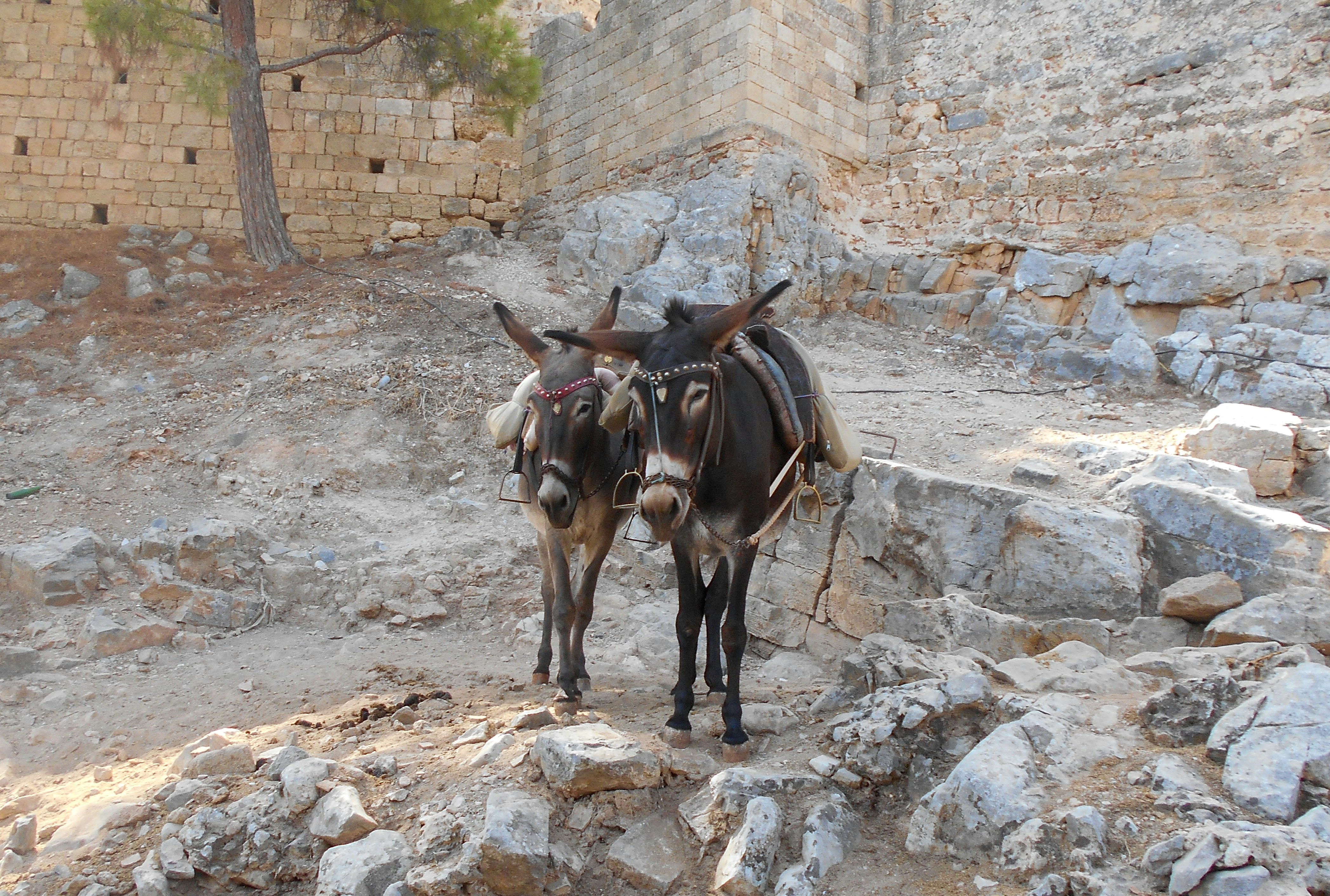 Two donkeys at an old wall