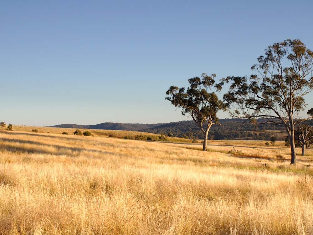 green tree on brown grass field during daytime