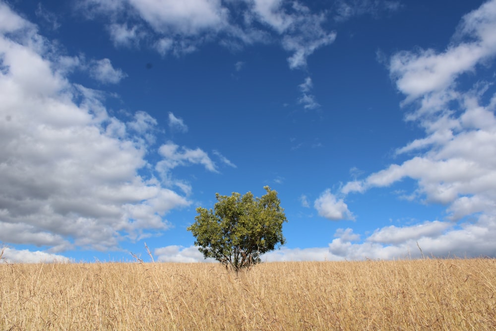 green tree on brown field under blue sky and white clouds during daytime