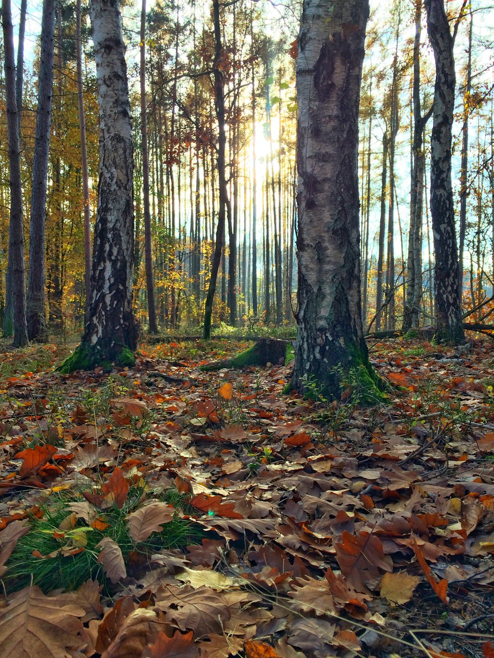 brown leaves on ground during daytime