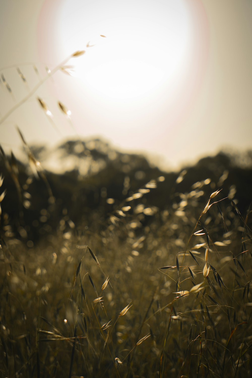 green grass field during daytime