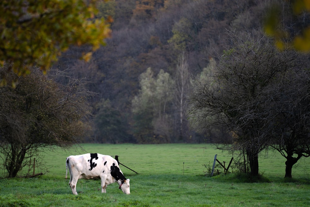 white and black cow on green grass field during daytime