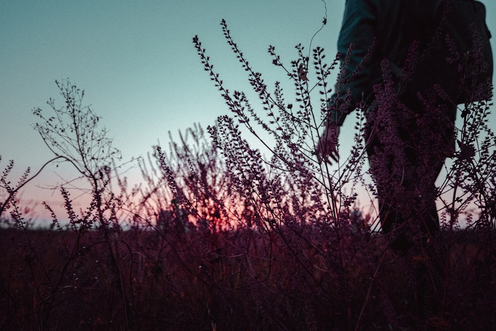 silhouette of person standing near plants during sunset