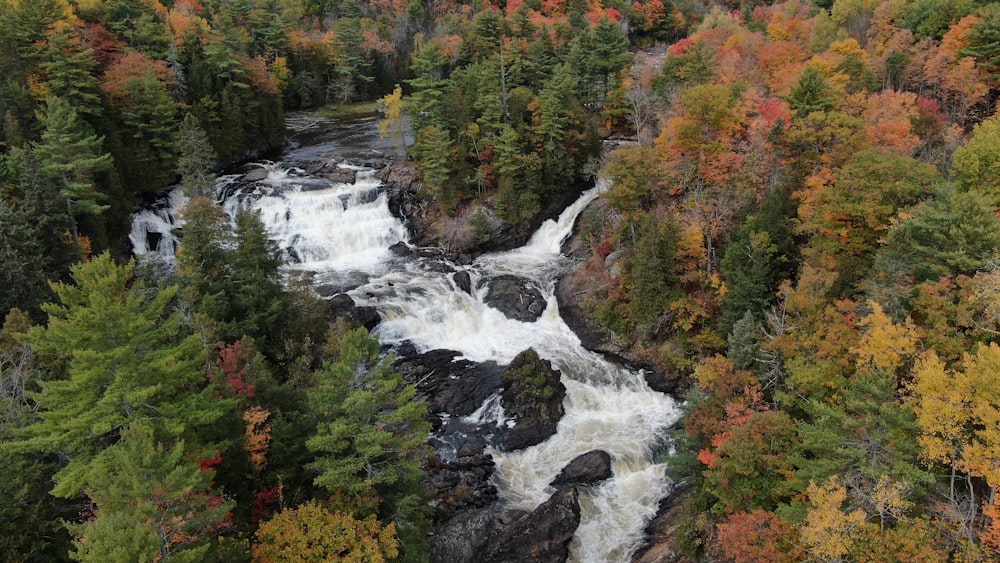 green and brown trees beside river during daytime