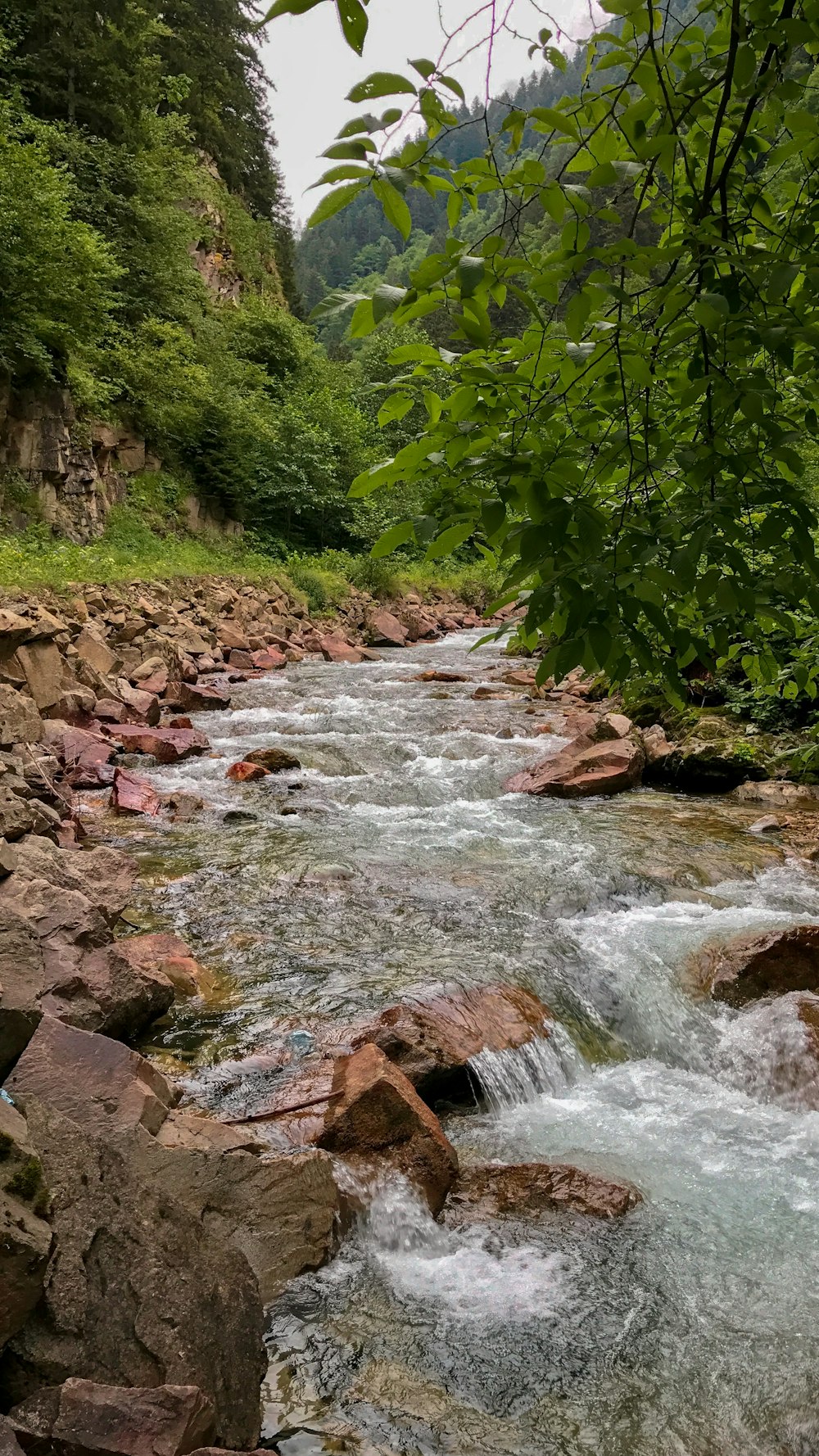 river in the middle of green trees