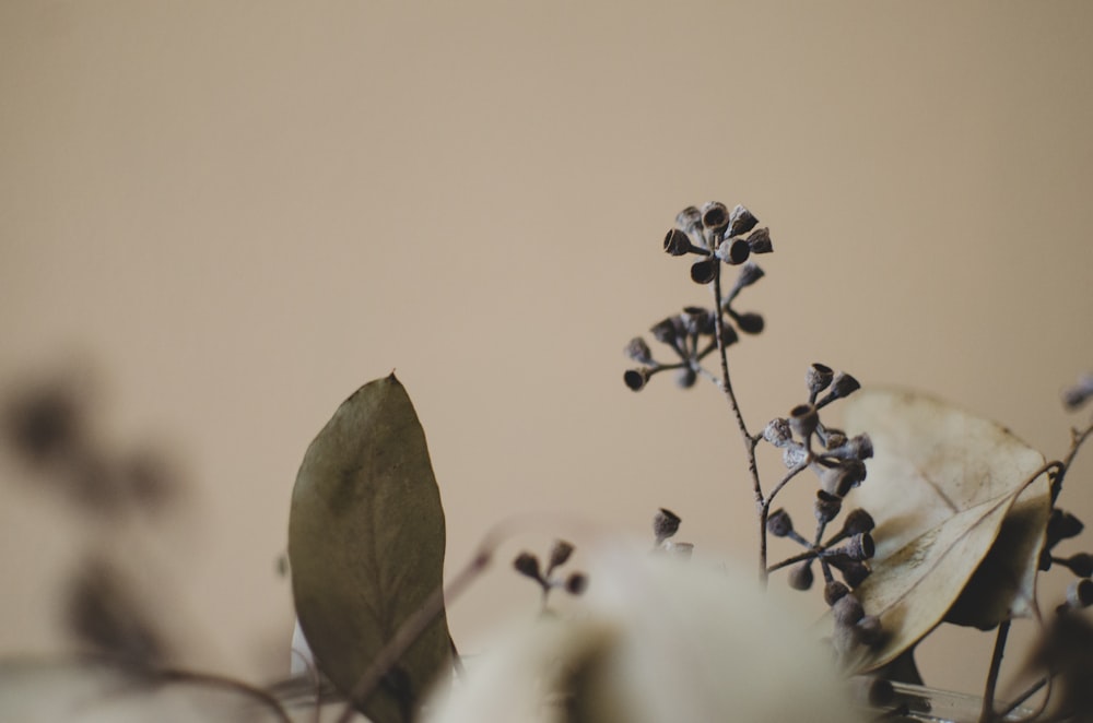 white and black flower on brown branch