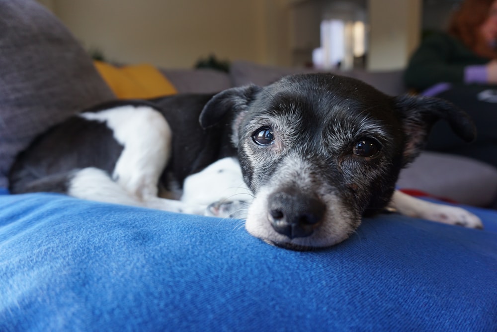 black and white short coated dog lying on blue textile