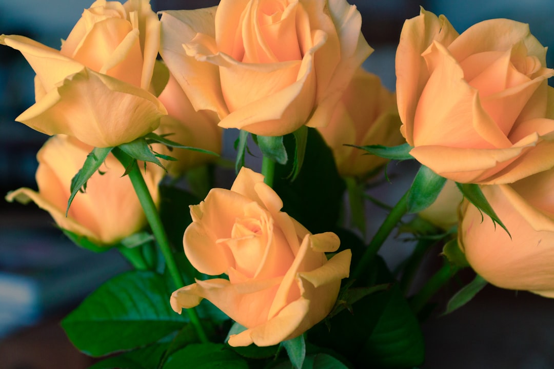 white roses in close up photography