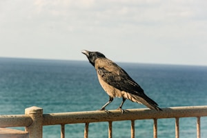 A crow perches on a rusted metal railing overlooking the ocean. The sea provides a calm blue backdrop while the crow appears to be gazing thoughtfully into the distance. The sky is overcast with soft clouds.