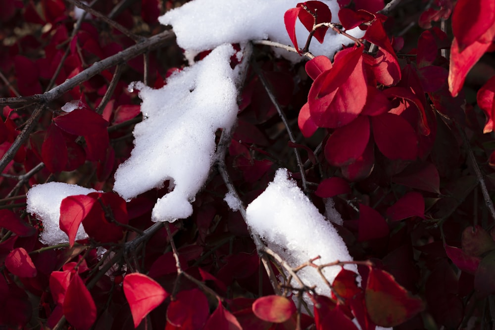 rote und weiße Blüten mit grünen Blättern