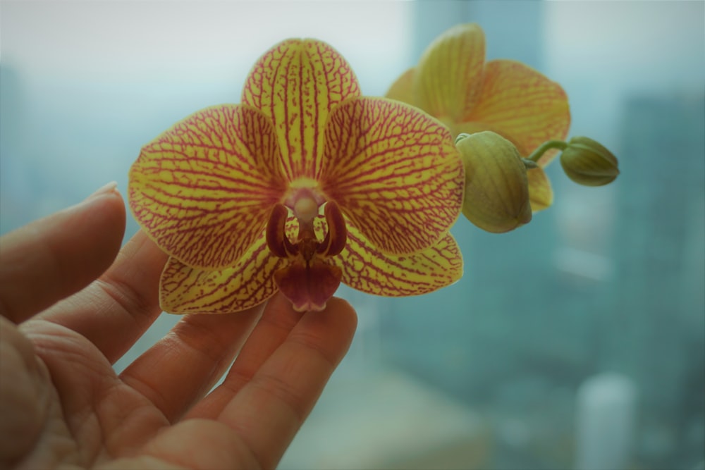 Orquídea de la polilla naranja en la mano de las personas