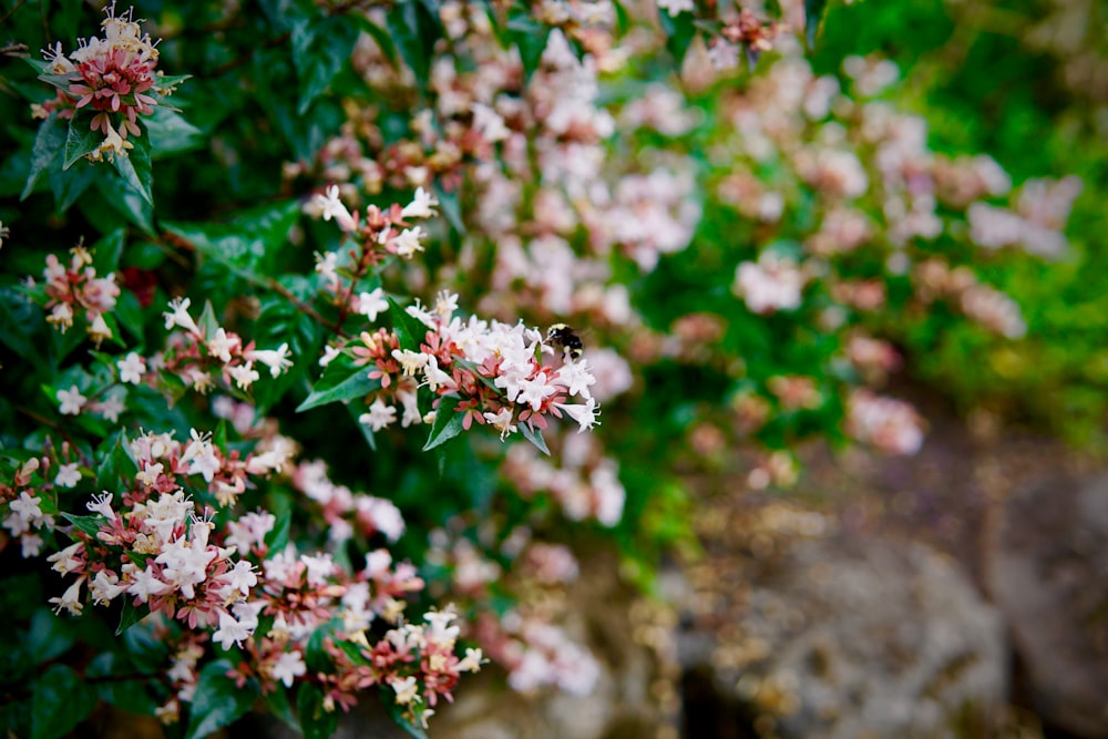 fiore rosa e bianco in lente tilt shift