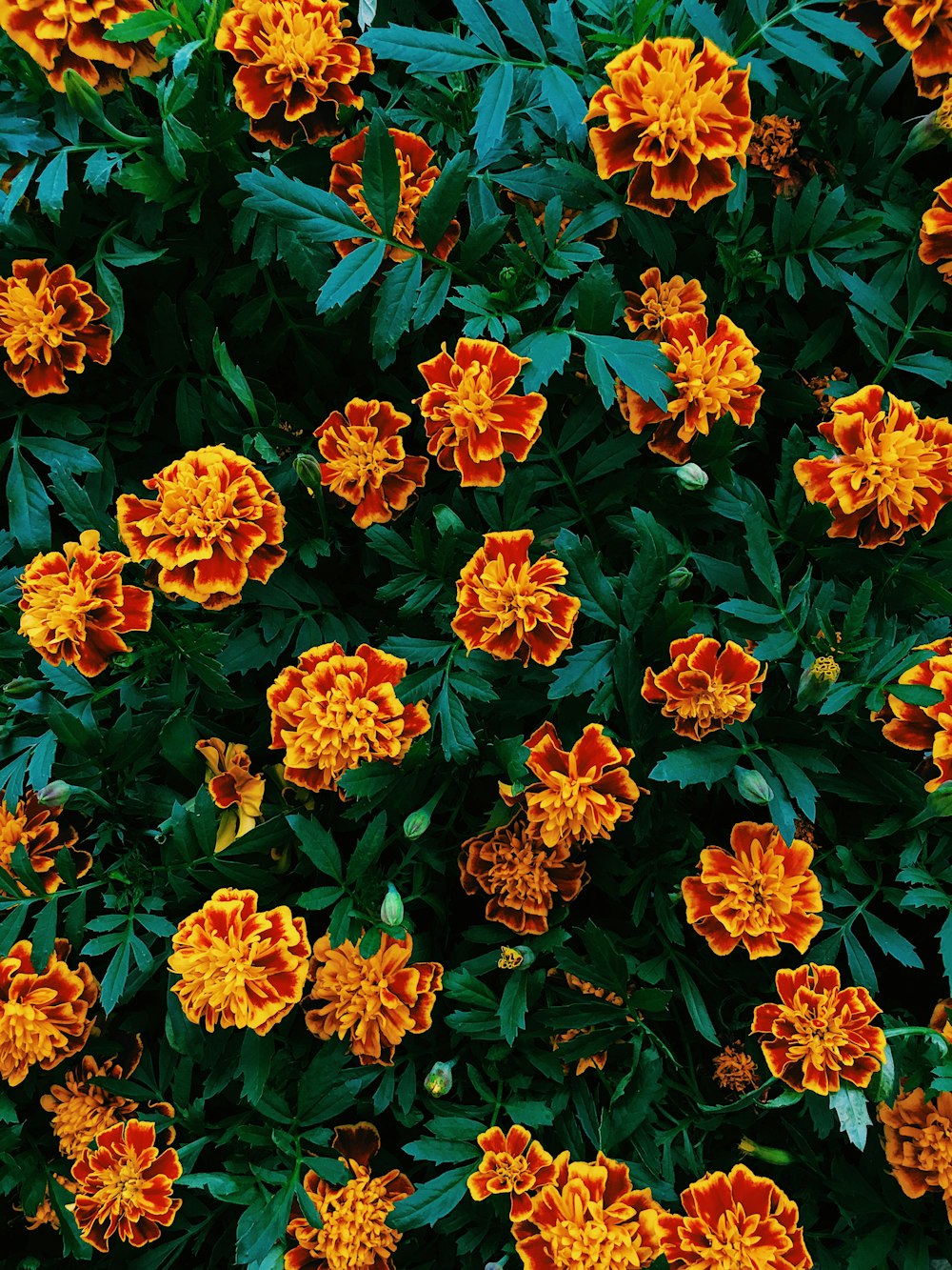 orange and blue flowers with green leaves