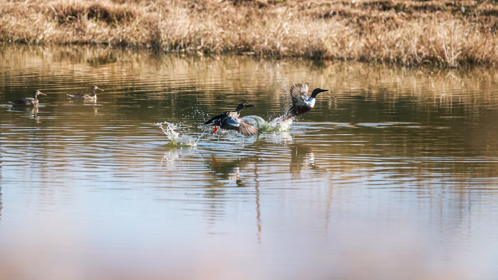 black and white duck on water during daytime