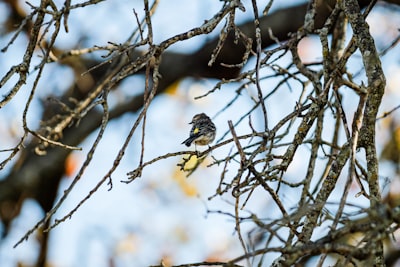 brown and white bird on brown tree branch during daytime oklahoma teams background