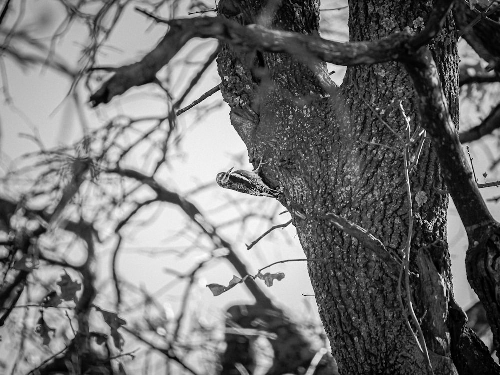 Foto en escala de grises de un árbol