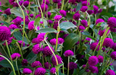 purple and green flower plants