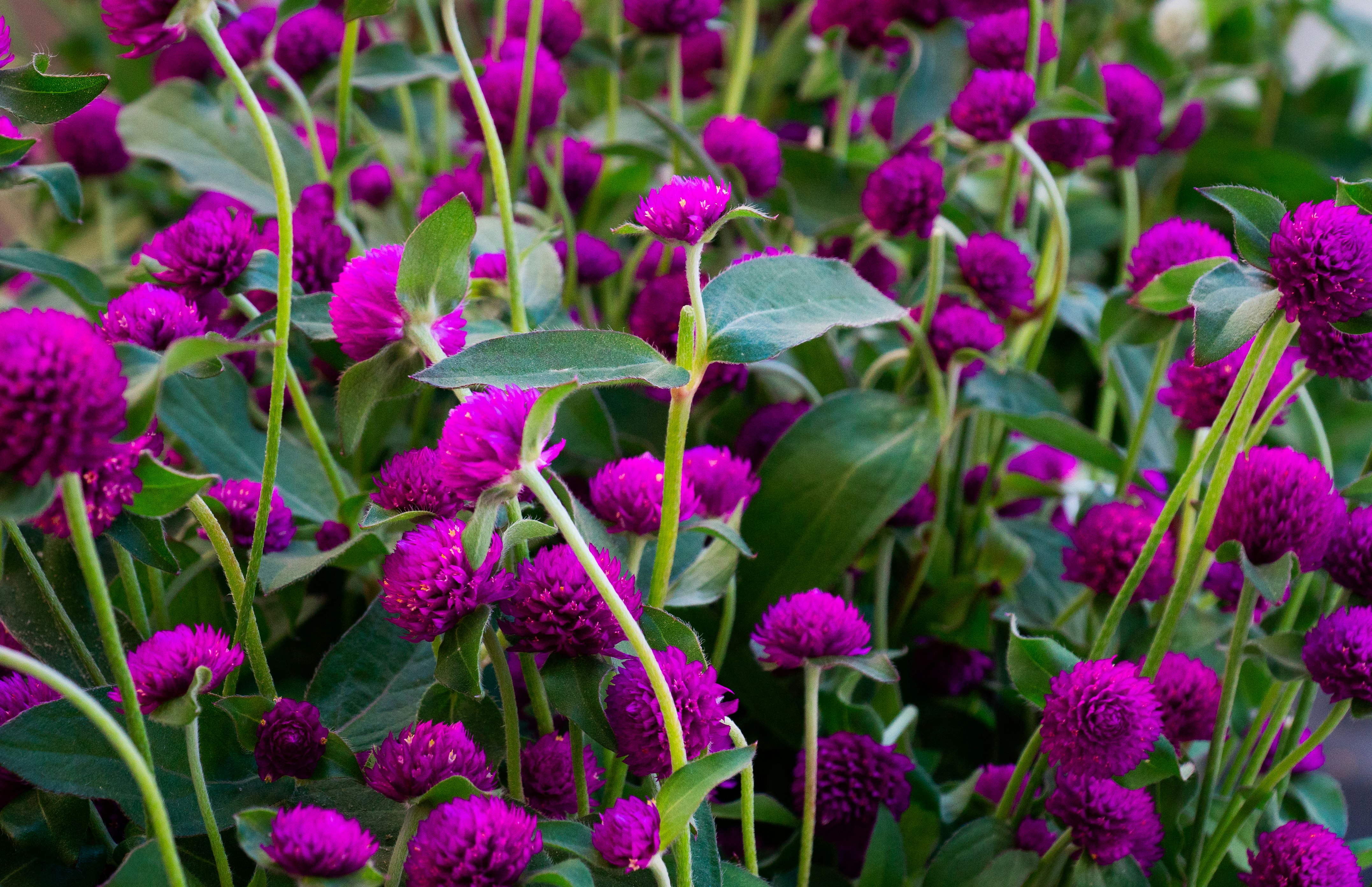 purple and green flower plants