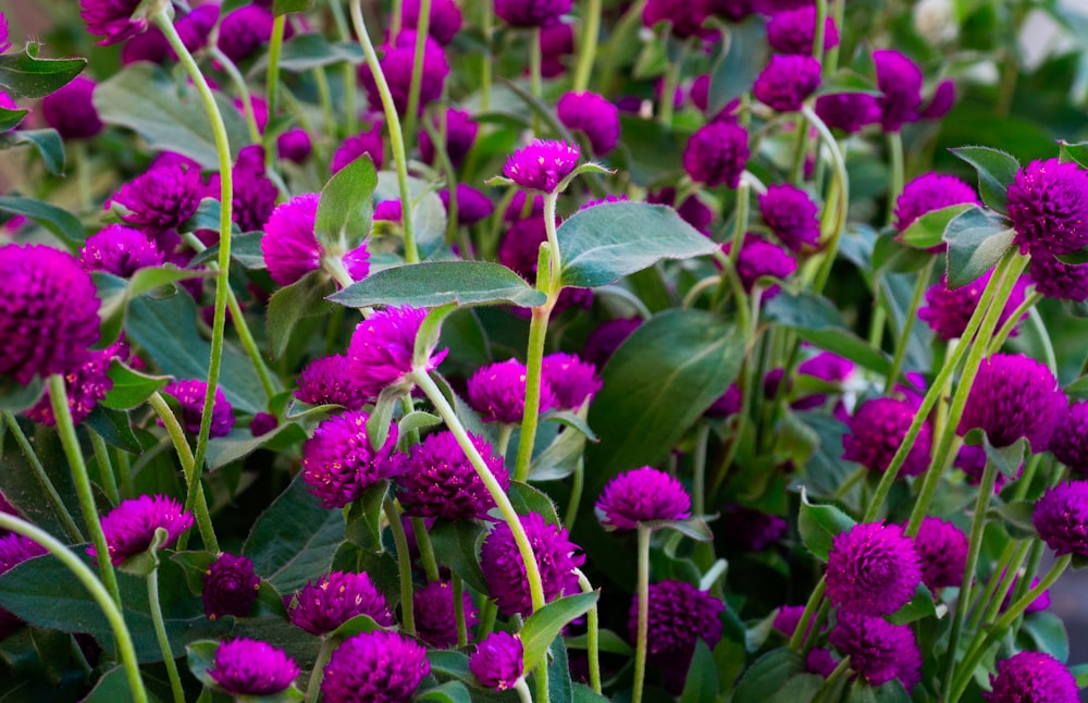 Foto plantas de flores roxas e verdes – Imagem de Rua anacapa grátis no  Unsplash