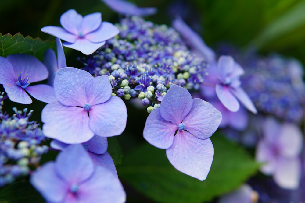 purple flower in tilt shift lens