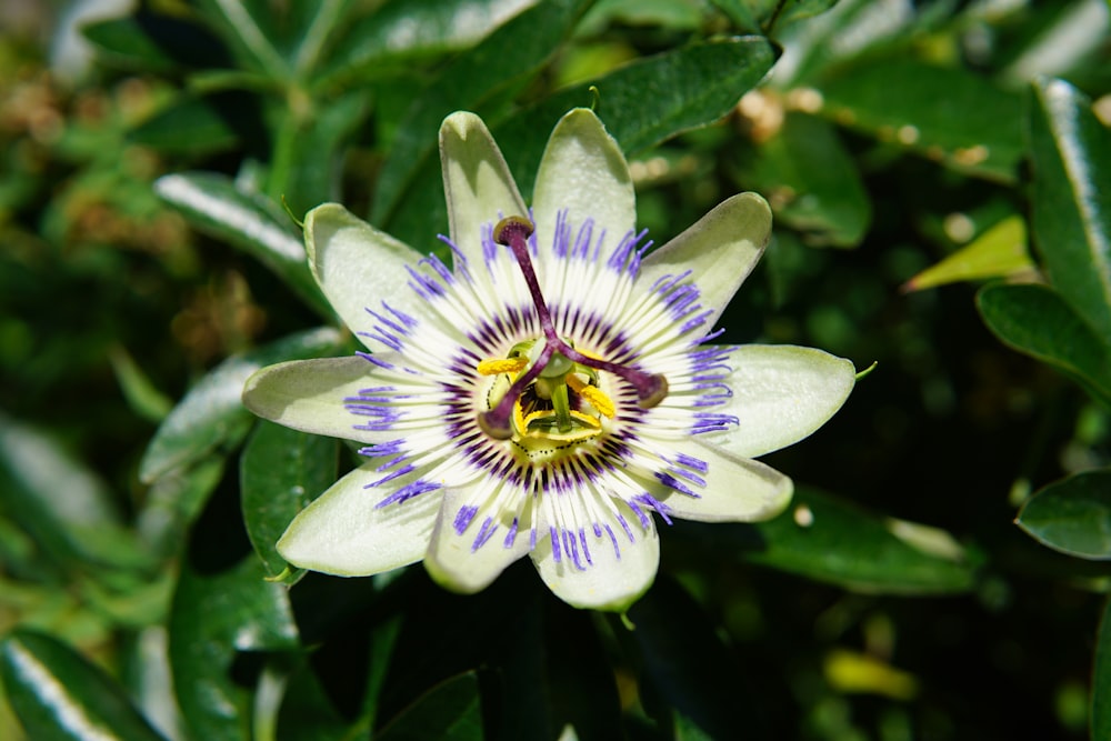 white and purple flower in macro shot