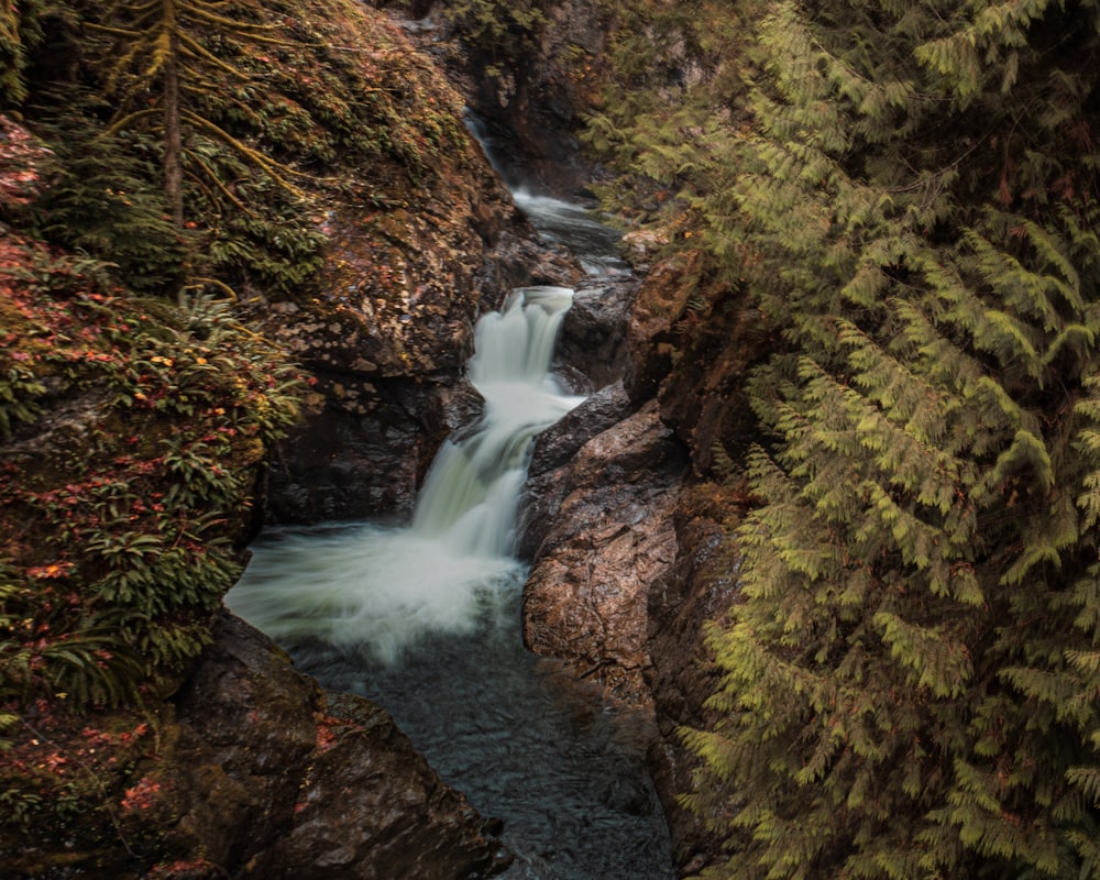 green moss on brown rock