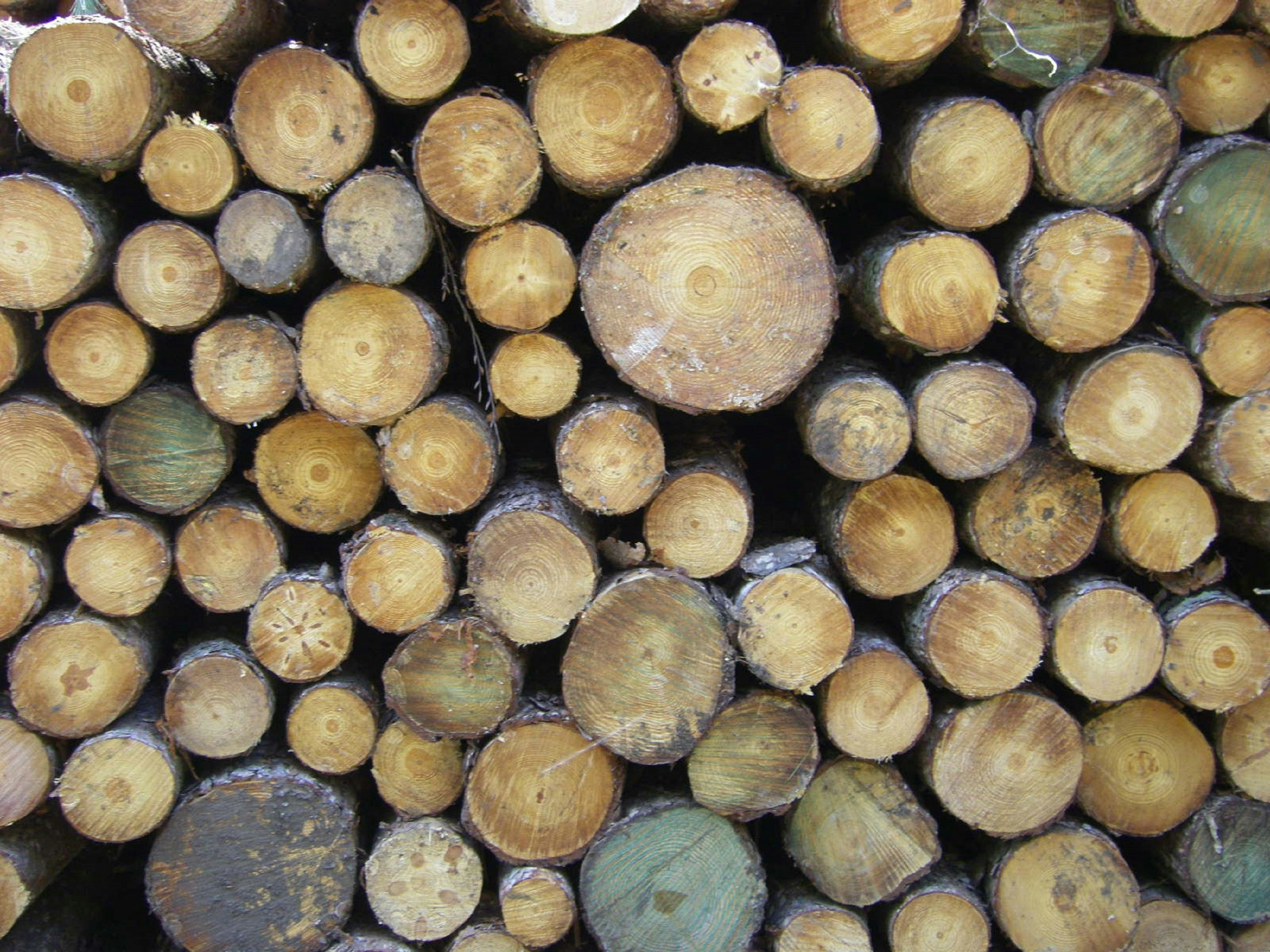 Brown and tan circular ends of cut logs