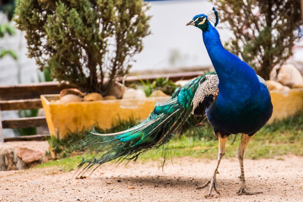 blauer Pfau tagsüber auf braunem Boden