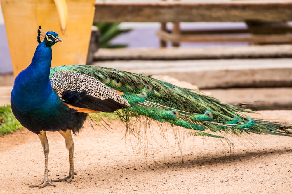 Pfau auf braunem Sand tagsüber