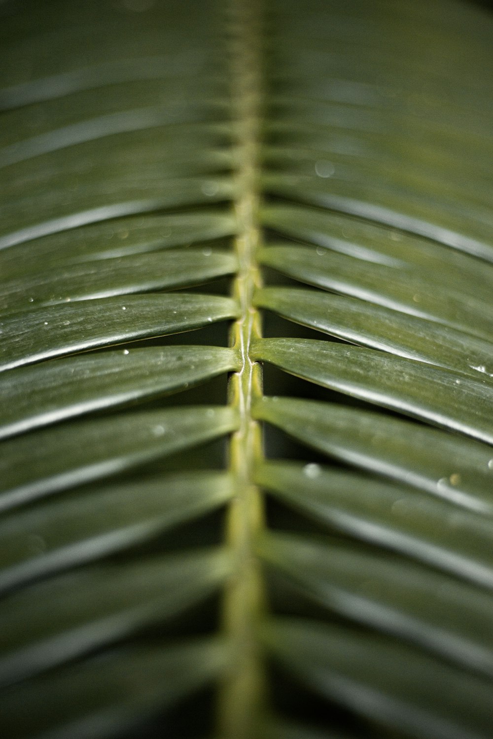 water droplets on green leaf