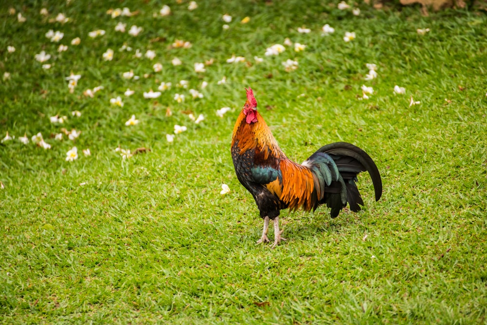 Gallo rosso, nero e marrone sul campo di erba verde durante il giorno