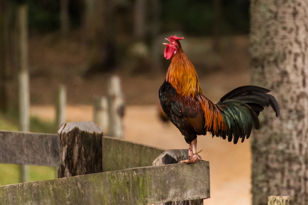 red black and brown rooster on gray concrete fence during daytime