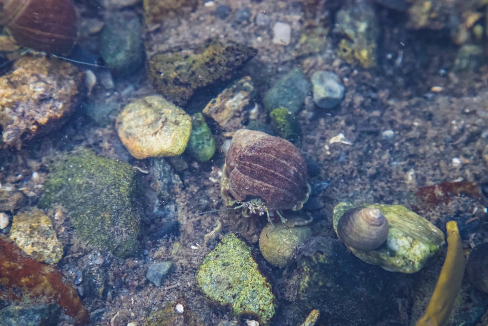 Fragmentos de piedra marrón y gris