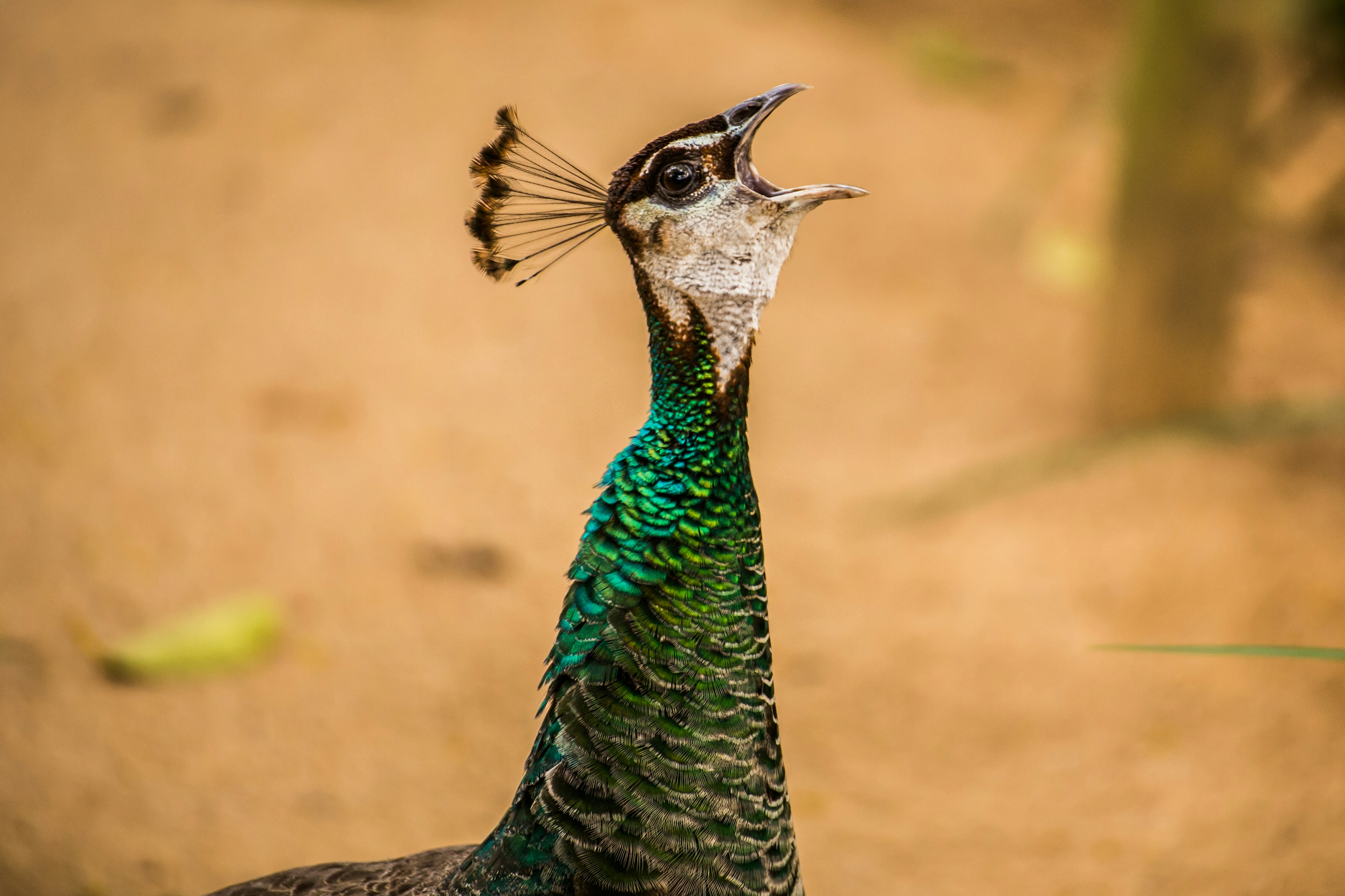 blue green and brown peacock