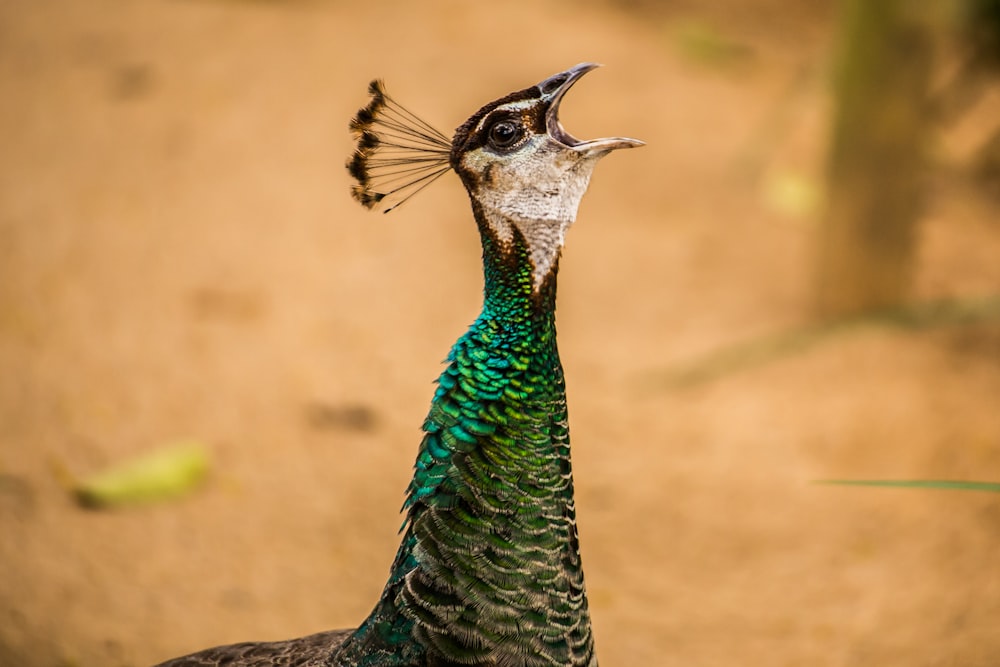 pavone blu, verde e marrone