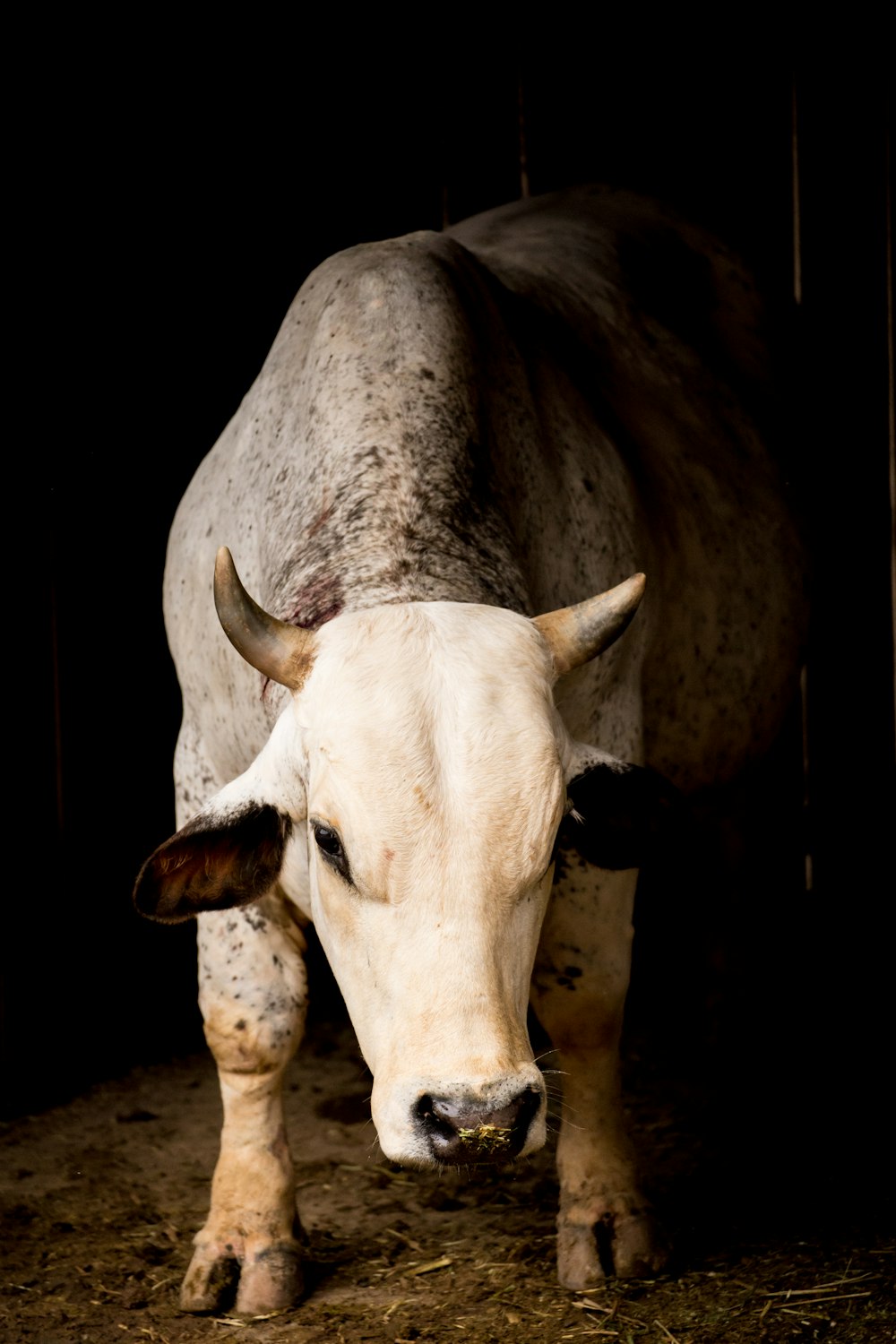 white cow with black eyes