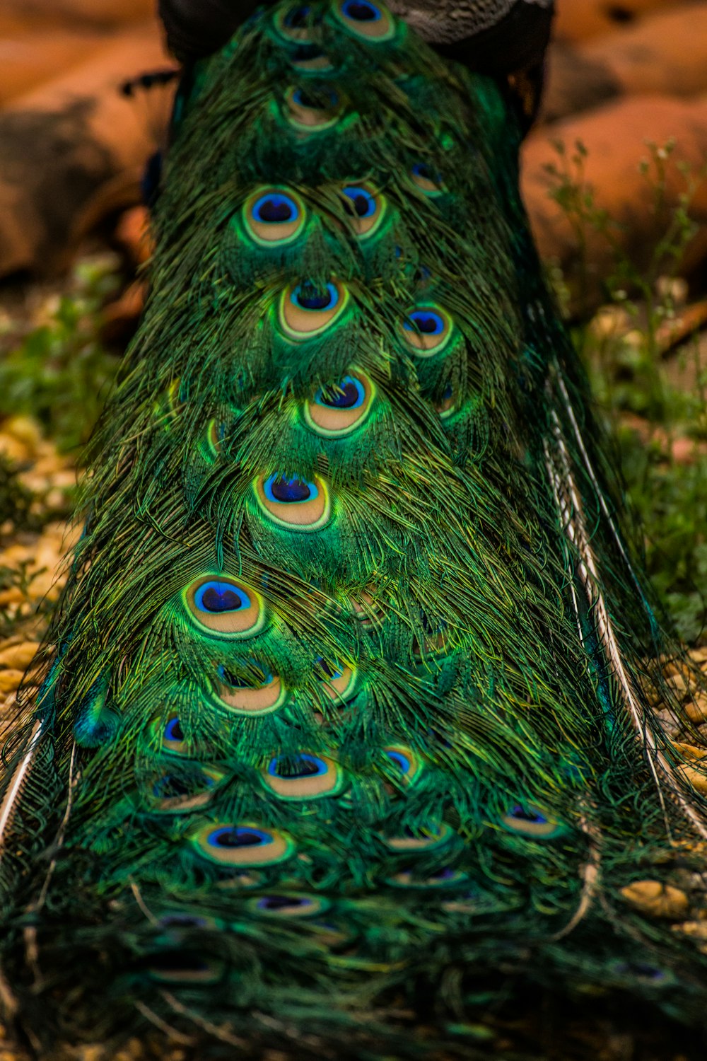 pena de pavão azul verde e marrom