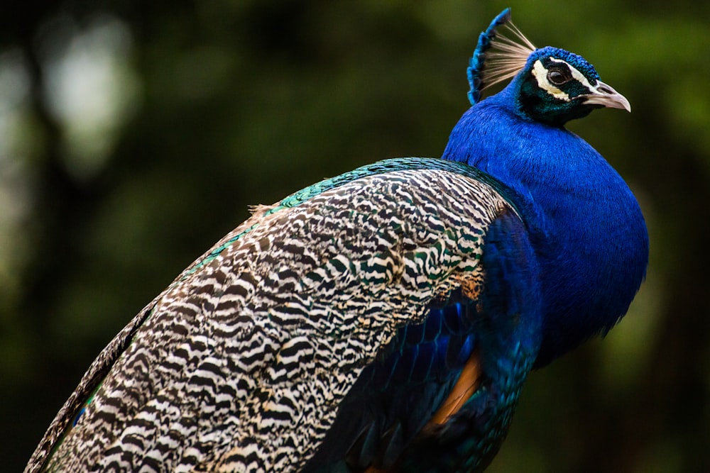 blue peacock in tilt shift lens