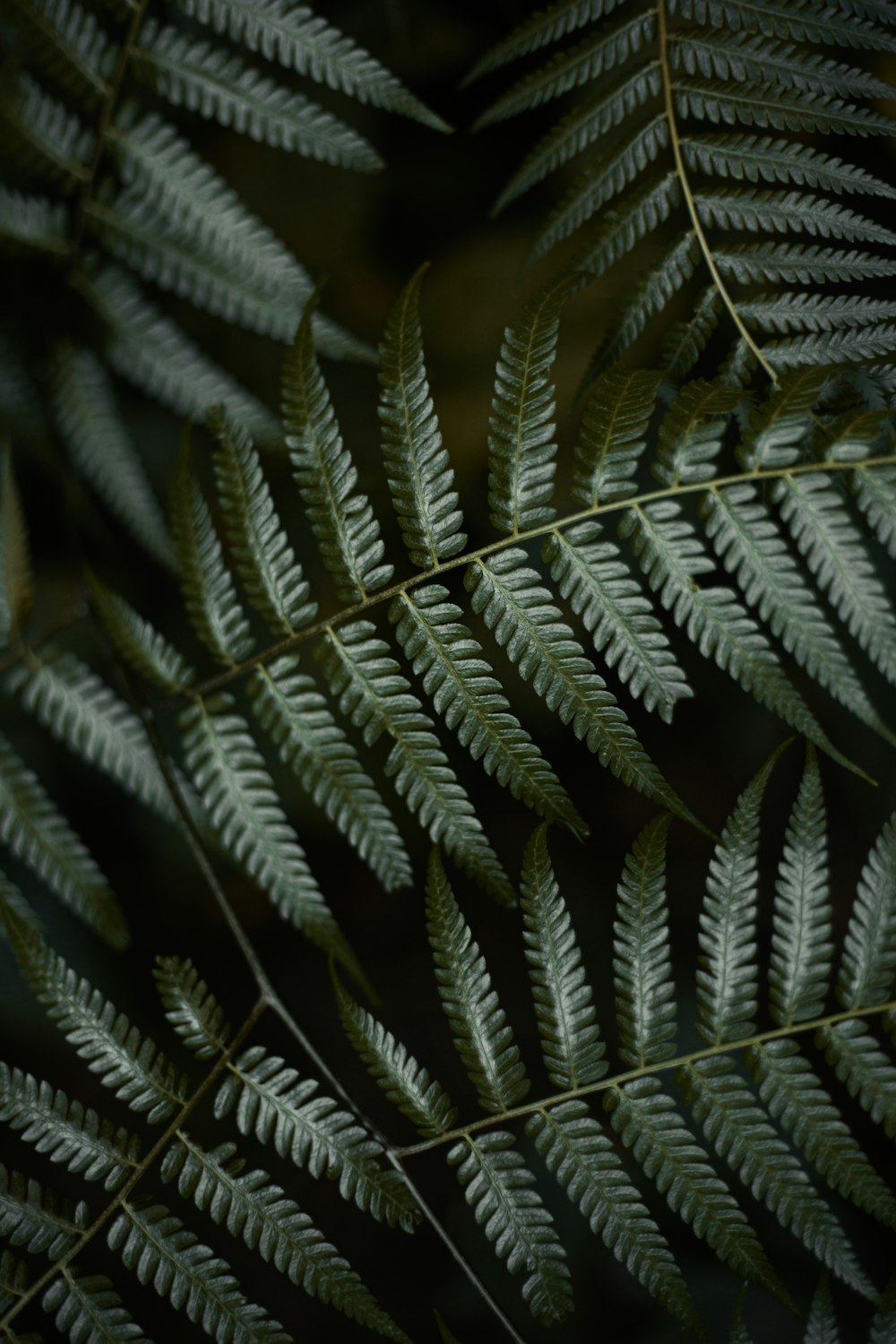 green leaf plant in close up photography