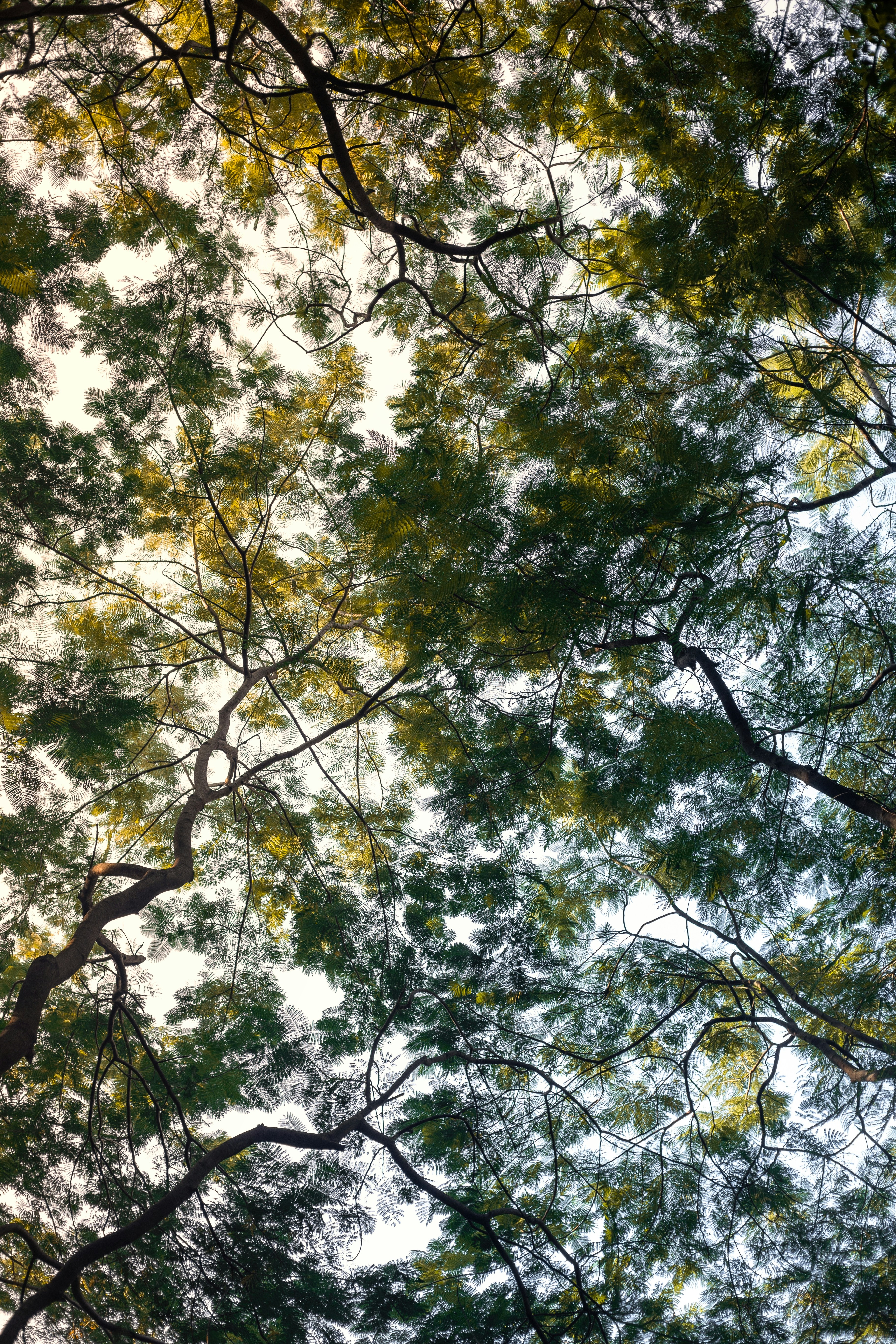 green and yellow leaf trees