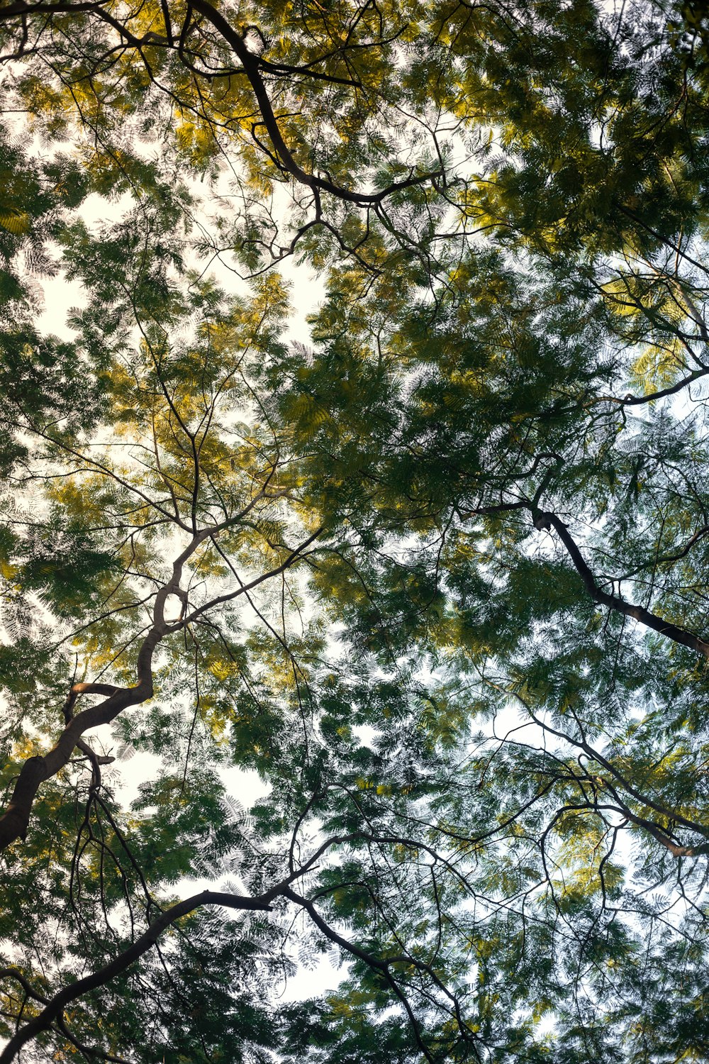 green and yellow leaf trees