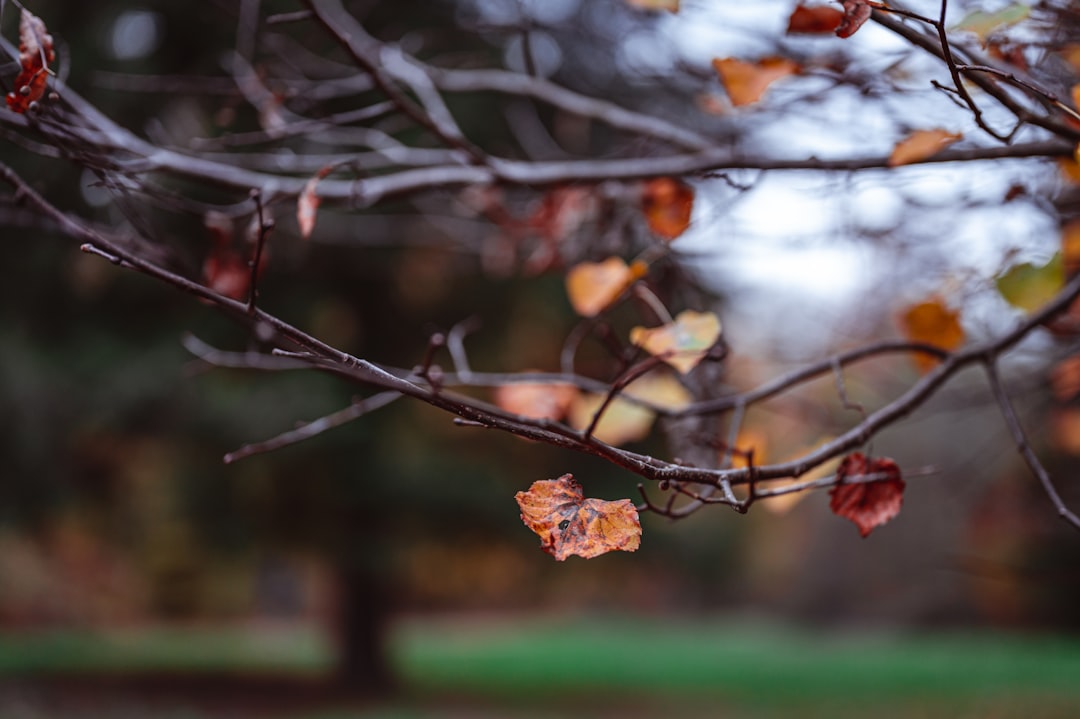 brown dried leaf on brown tree branch