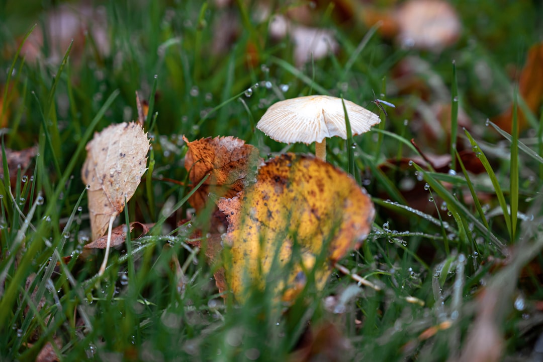 white and brown mushroom on green grass